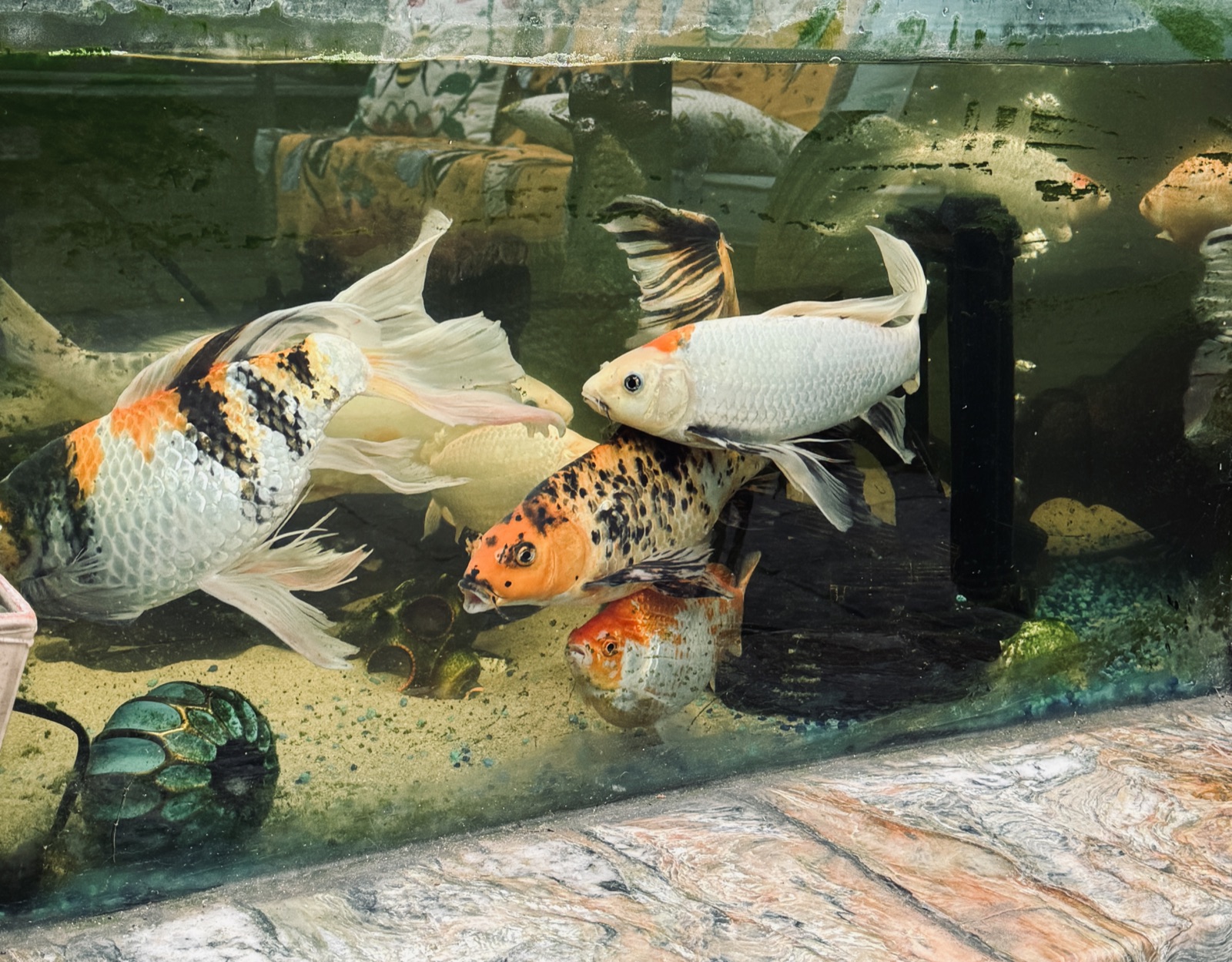 Koi Aquarium